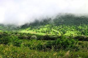 آشنایی با جنگل فندقلو