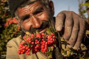 مشکلات کشاورزان در قطب تولید زرشک ایران