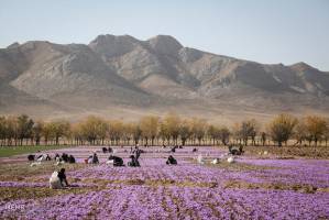 احتمال افزایش ۱۵ درصدی صادرات زعفران