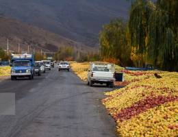 ماجرای انباشت هزاران تن سیب در کنار جاده