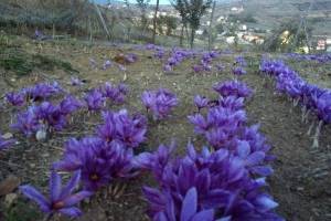 رشد ۲۶ درصدی صادرات زعفران