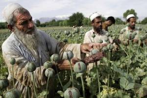 همکاری با ایران برای پیشگیری از ترانزیت مواد مخدر افغانستان