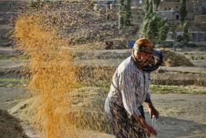 ۸ طرح خودکفایی محصولات کشاورزی چشم‌انتظار نگاه دولت